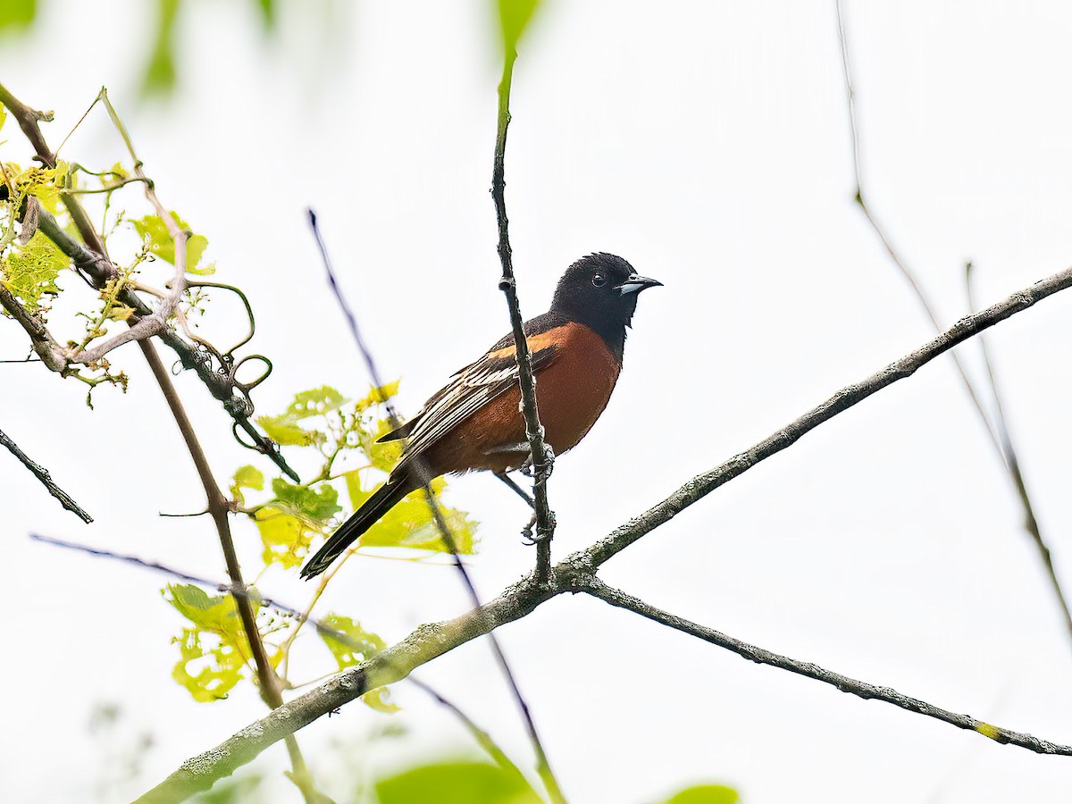 Orchard Oriole - ML619945095