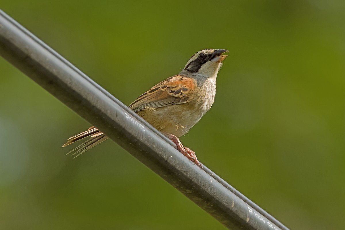 Stripe-headed Sparrow - ML619945104