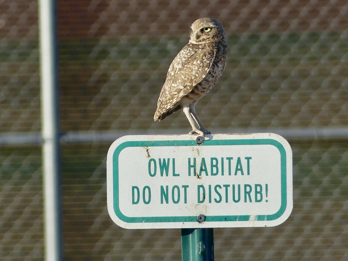 Burrowing Owl - ML619945112