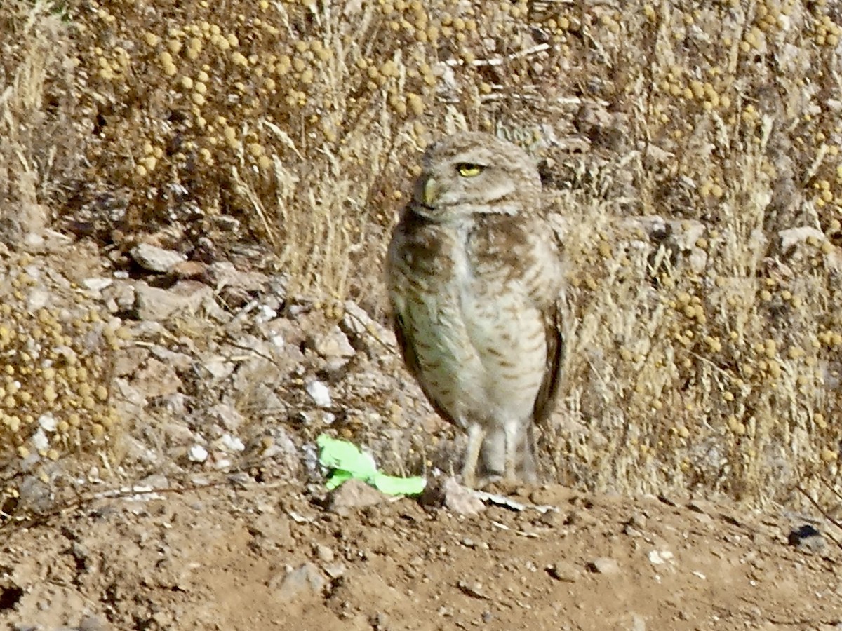 Burrowing Owl - ML619945115