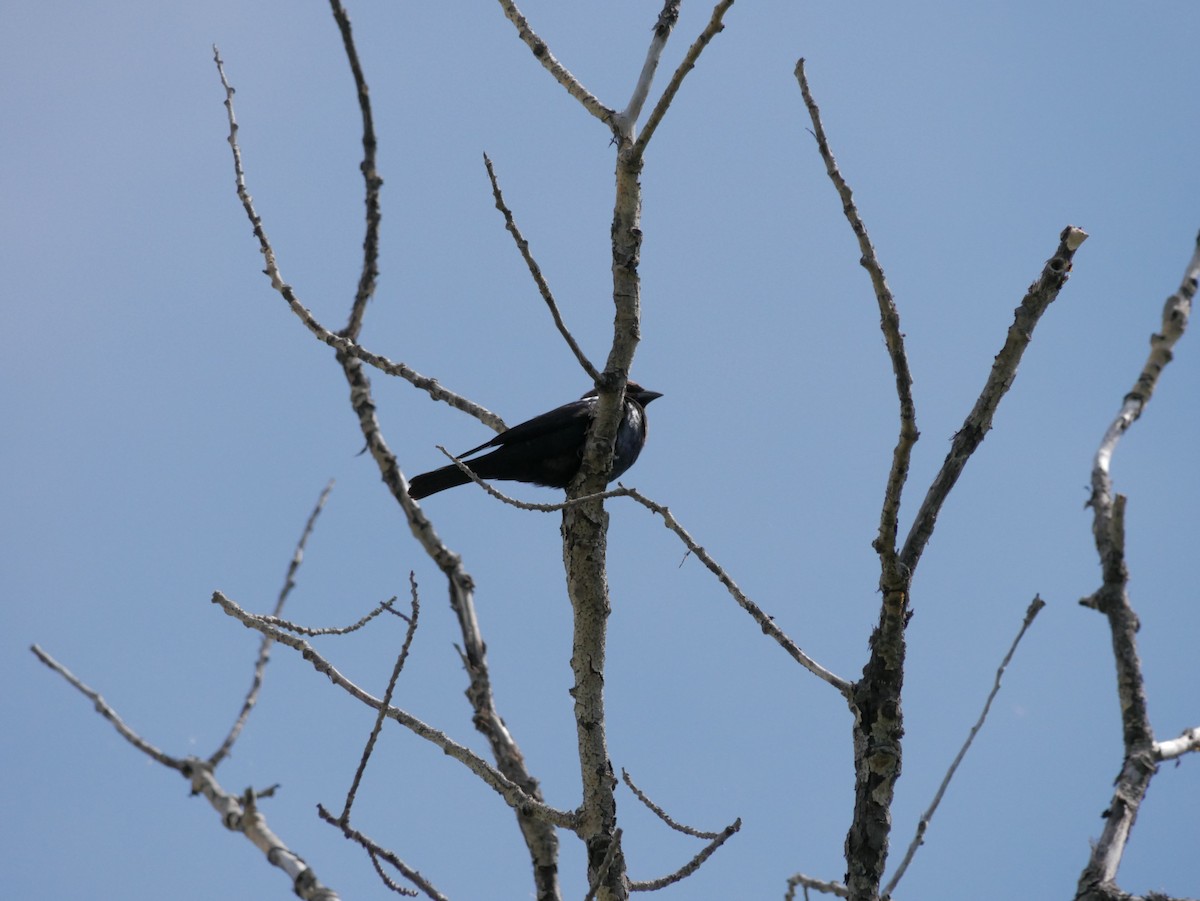 Brown-headed Cowbird - ML619945148