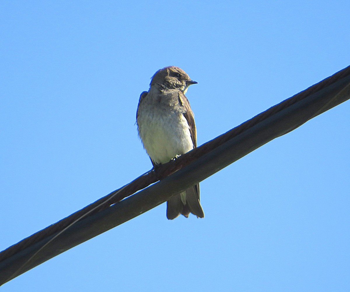 Northern Rough-winged Swallow - ML619945155