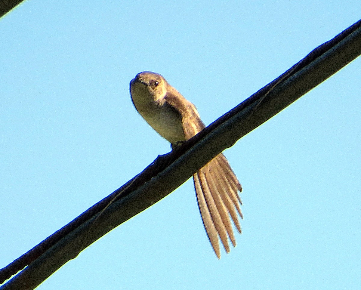 Northern Rough-winged Swallow - ML619945156