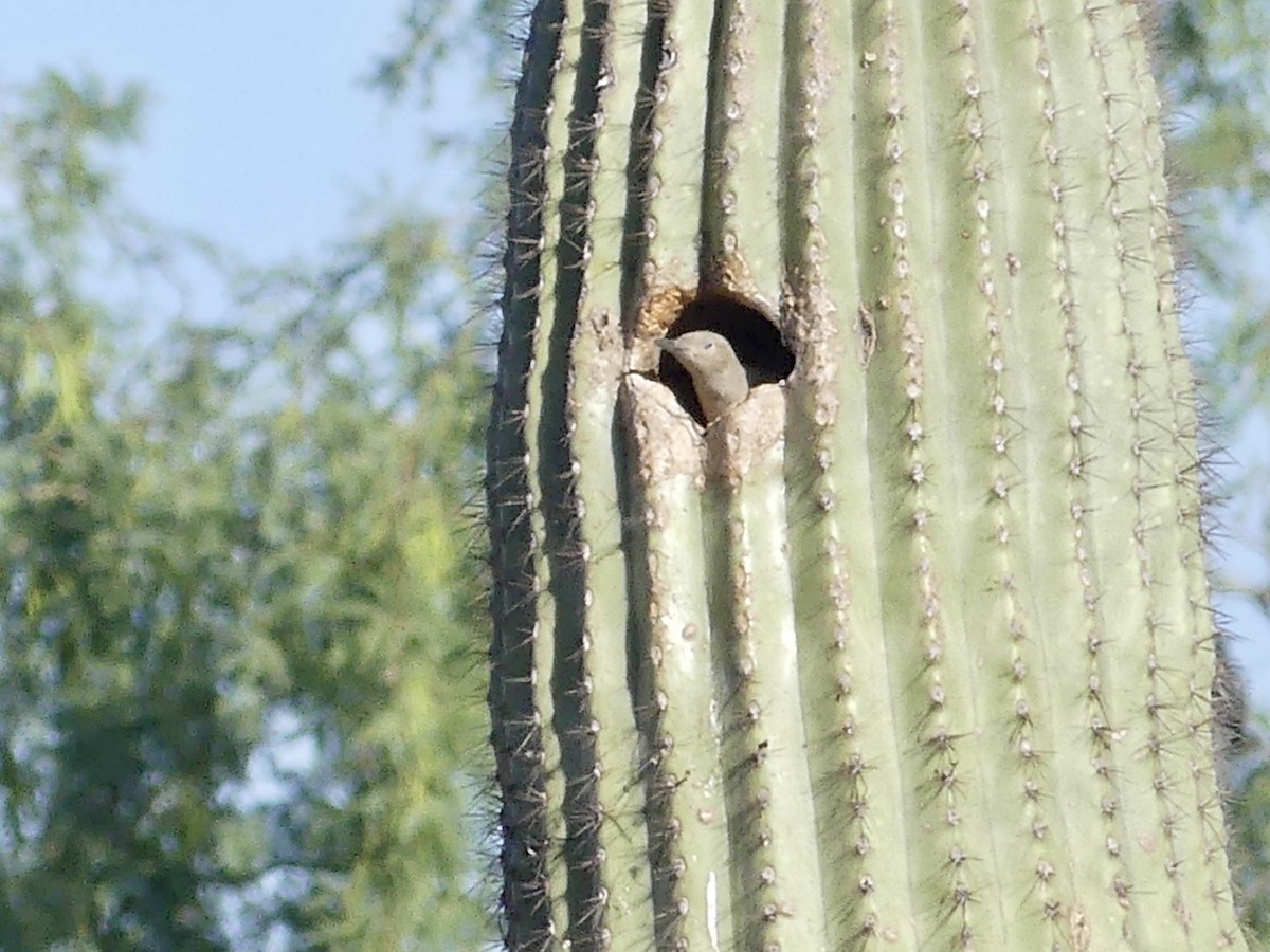 Pic des saguaros - ML619945159
