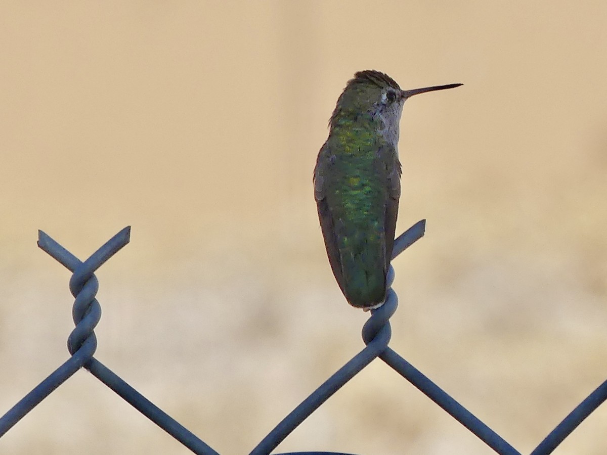 Anna's Hummingbird - ML619945174