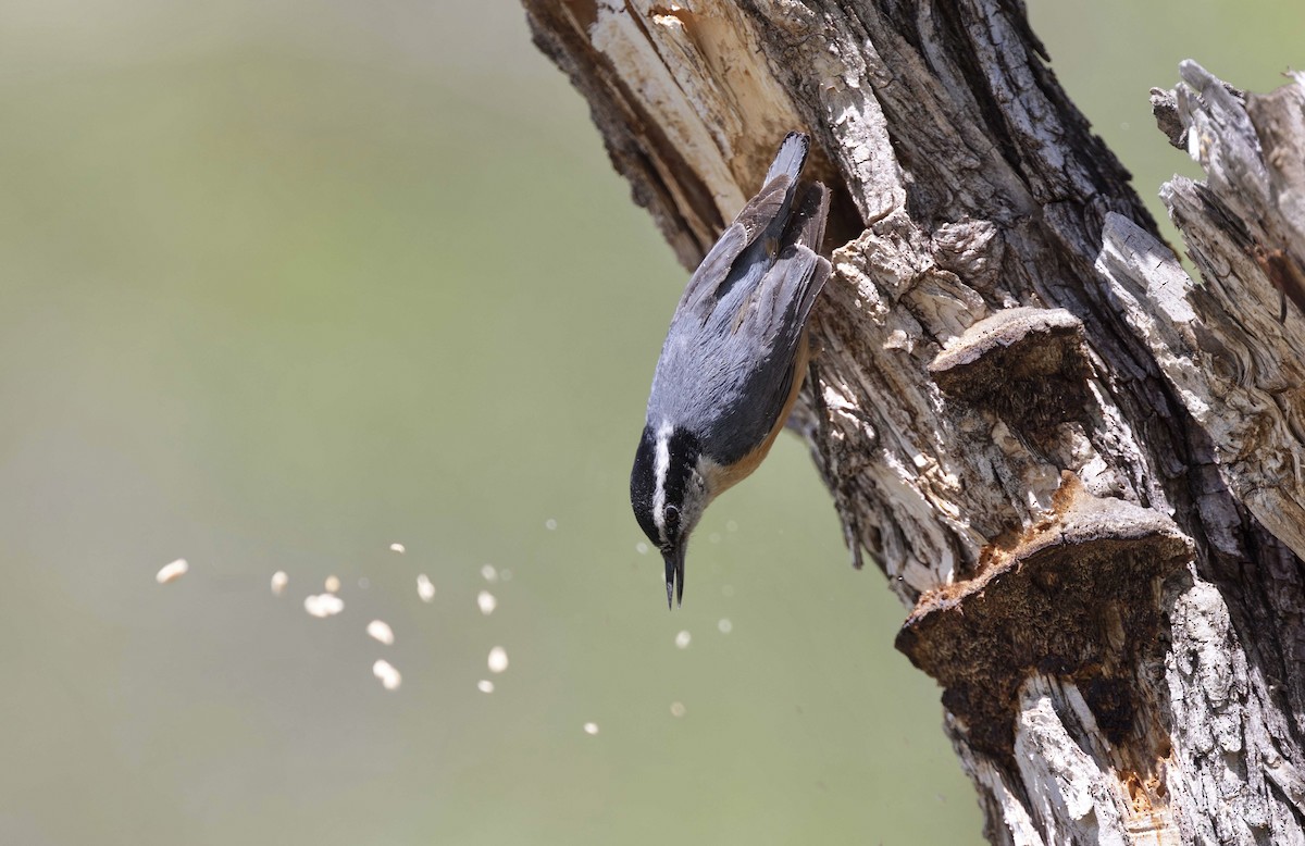 Red-breasted Nuthatch - ML619945198