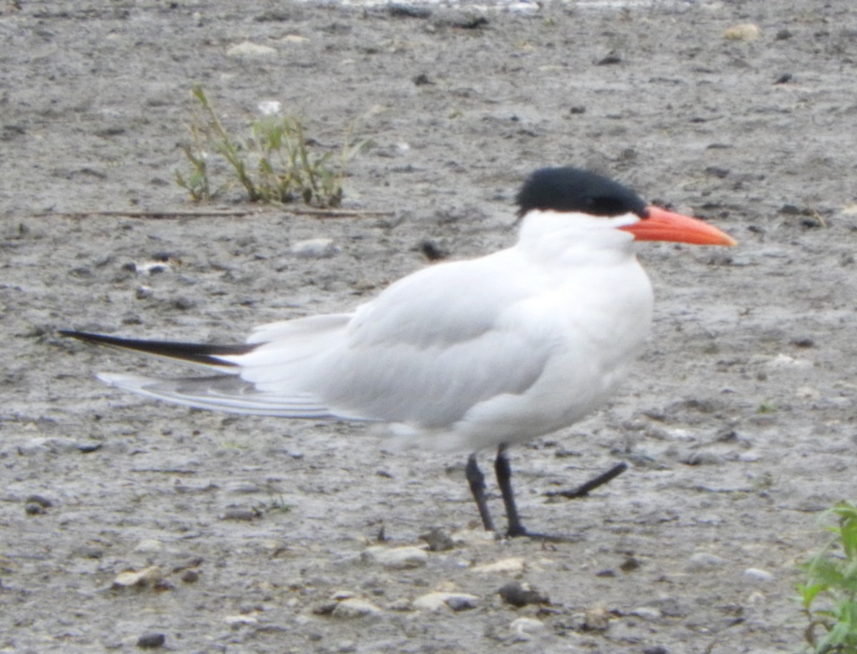 Caspian Tern - ML619945250