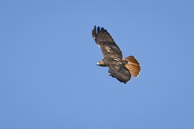 Red-tailed Hawk - ML619945266