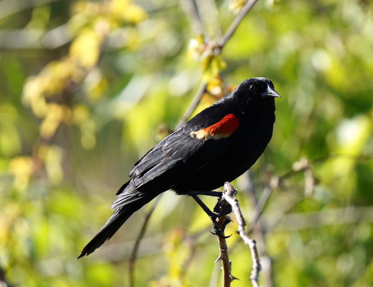 Red-winged Blackbird - ML619945269