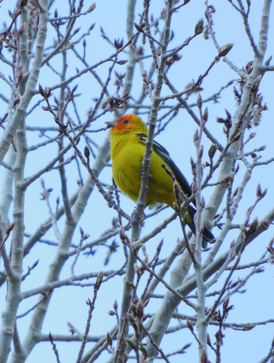 Western Tanager - ML619945273