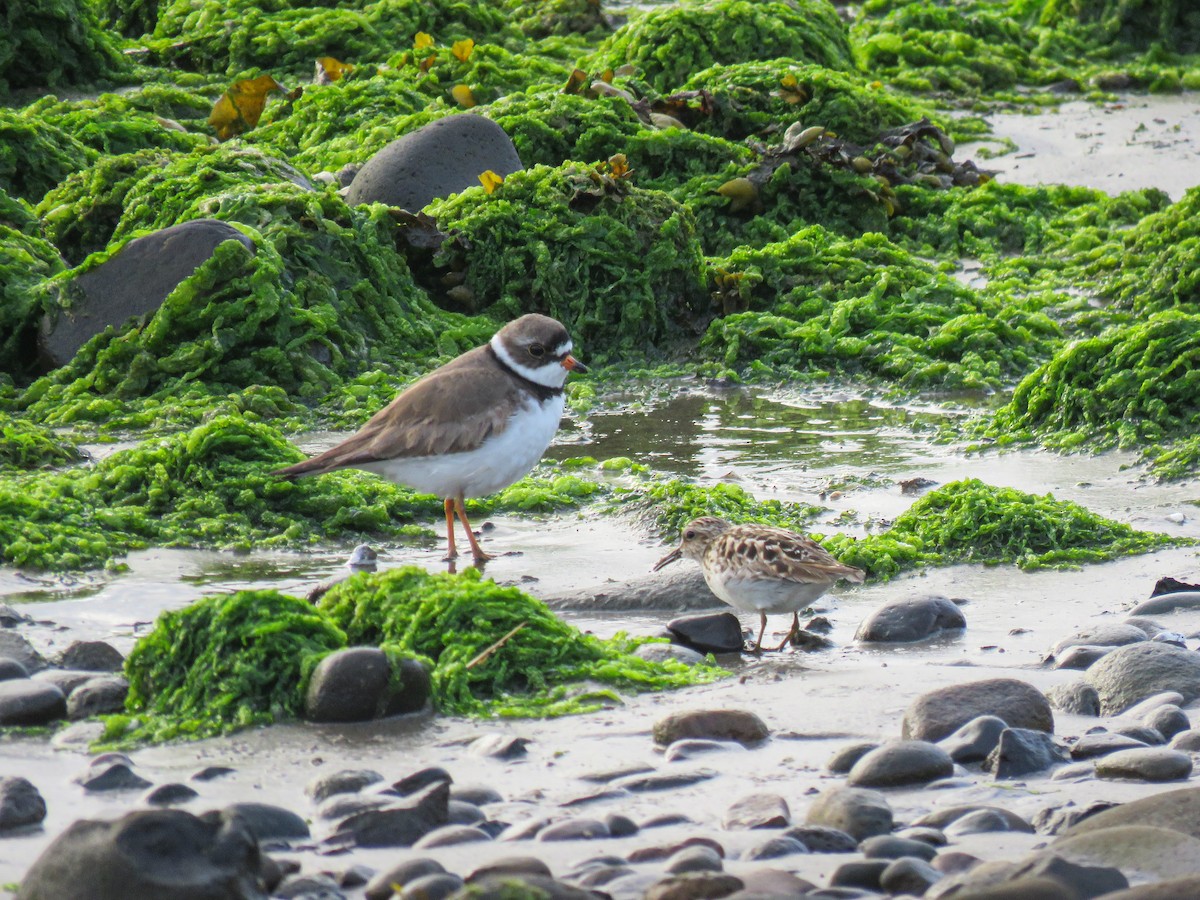 Semipalmated Plover - ML619945274