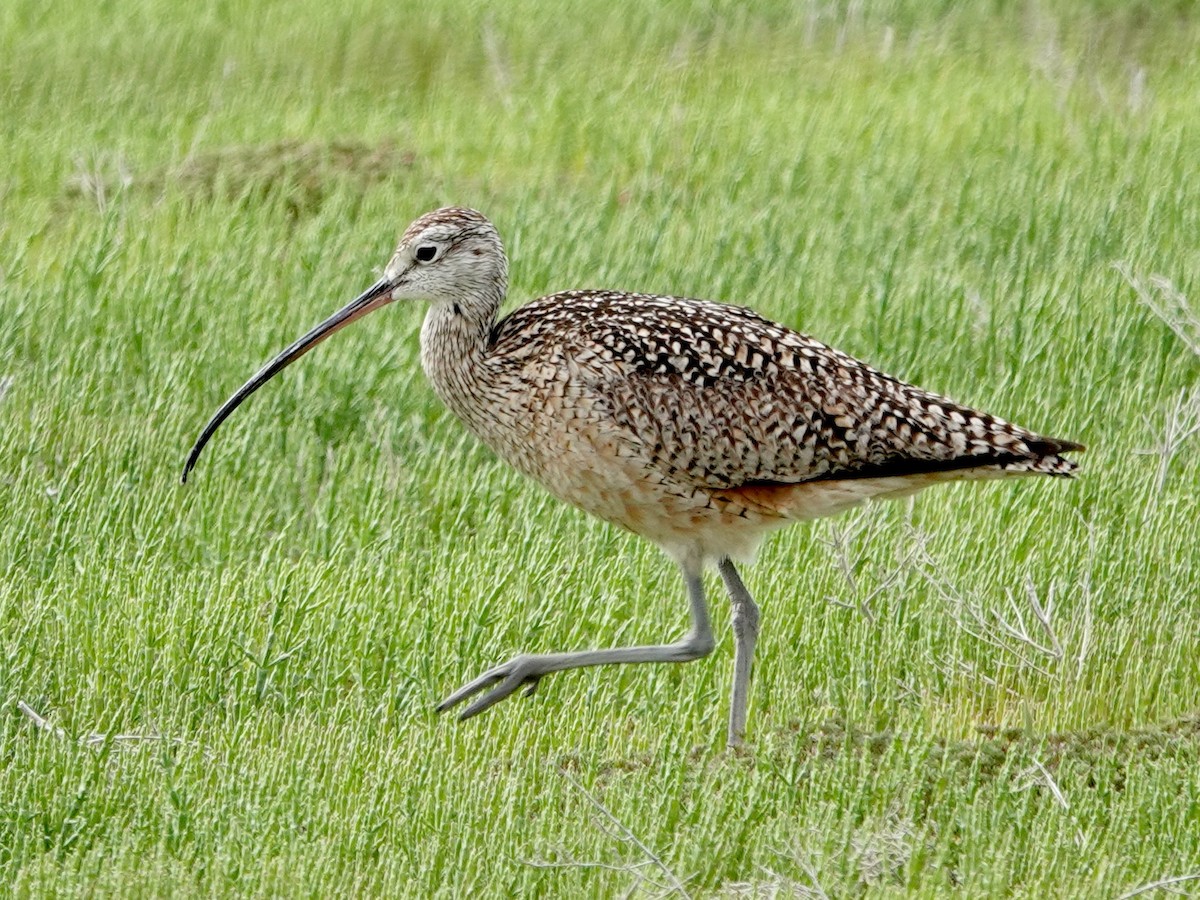Long-billed Curlew - ML619945276