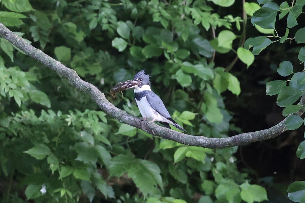 Belted Kingfisher - ML619945299