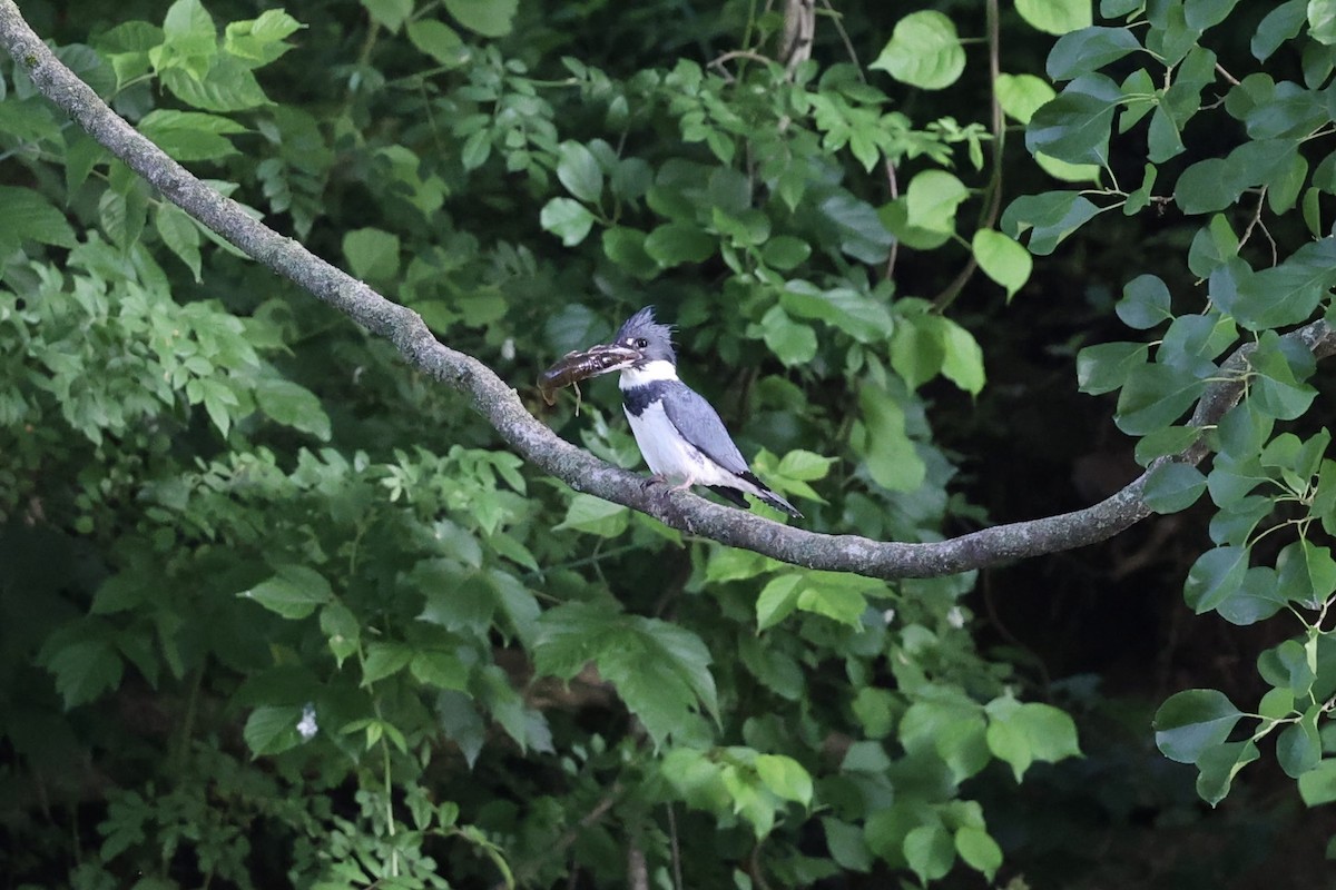 Belted Kingfisher - ML619945300