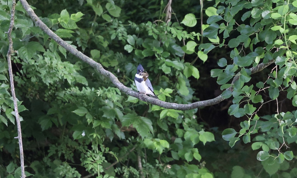 Belted Kingfisher - ML619945304
