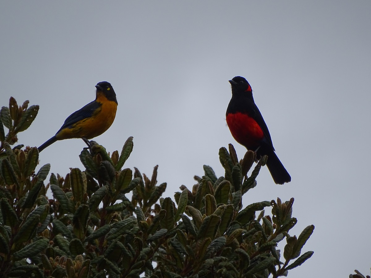 Lacrimose Mountain Tanager - Francisco Sornoza