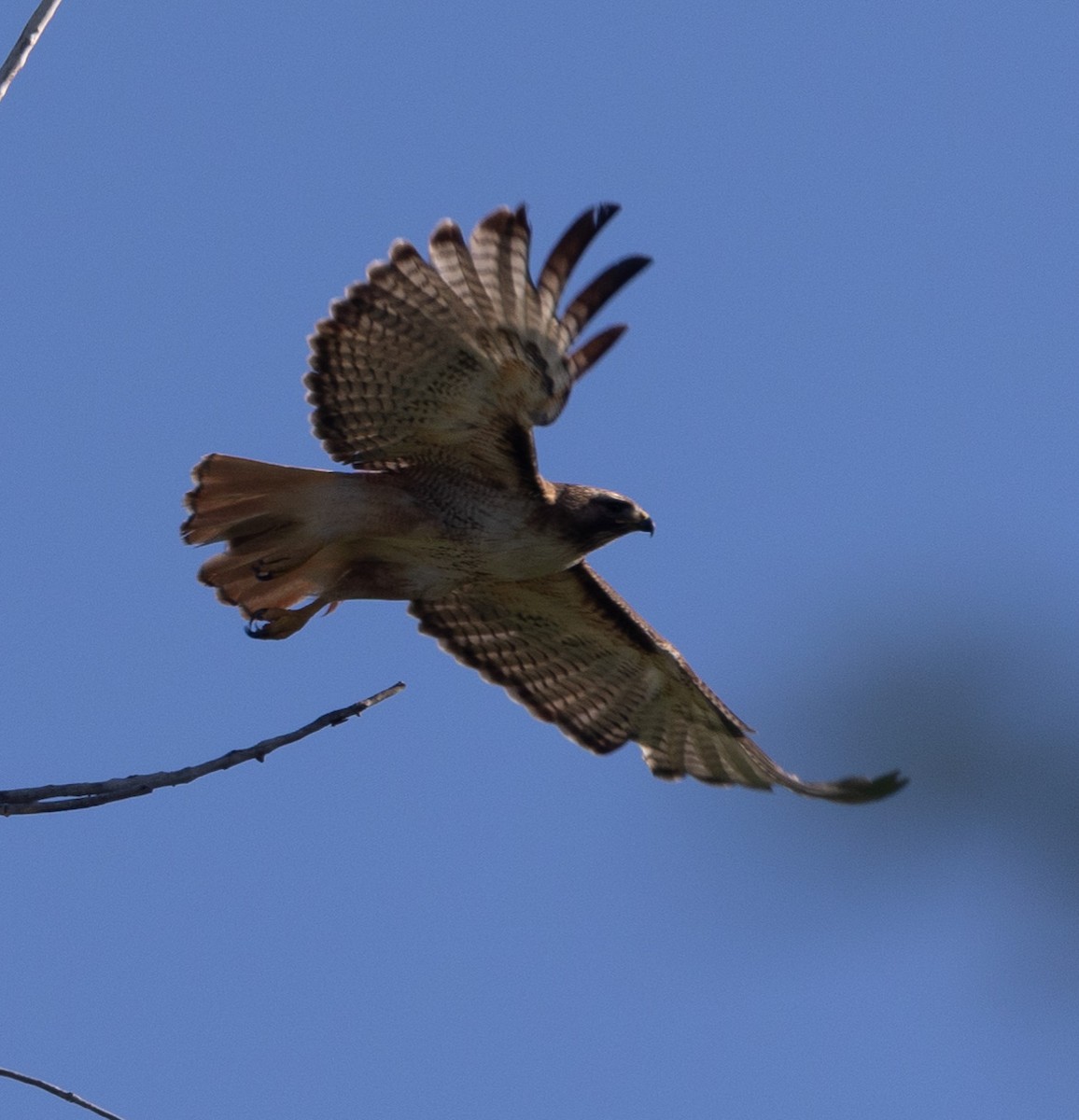 Red-tailed Hawk - ML619945355