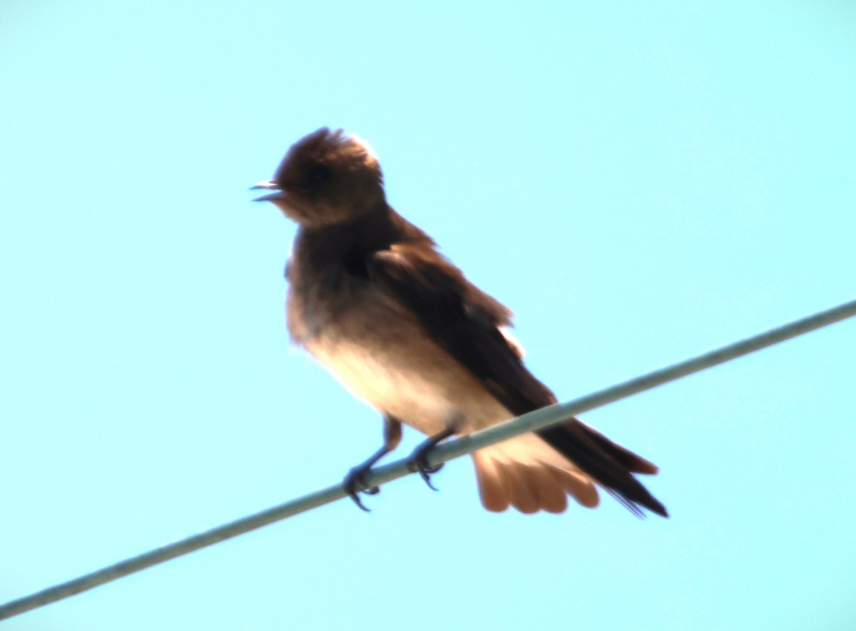Northern Rough-winged Swallow - ML619945370