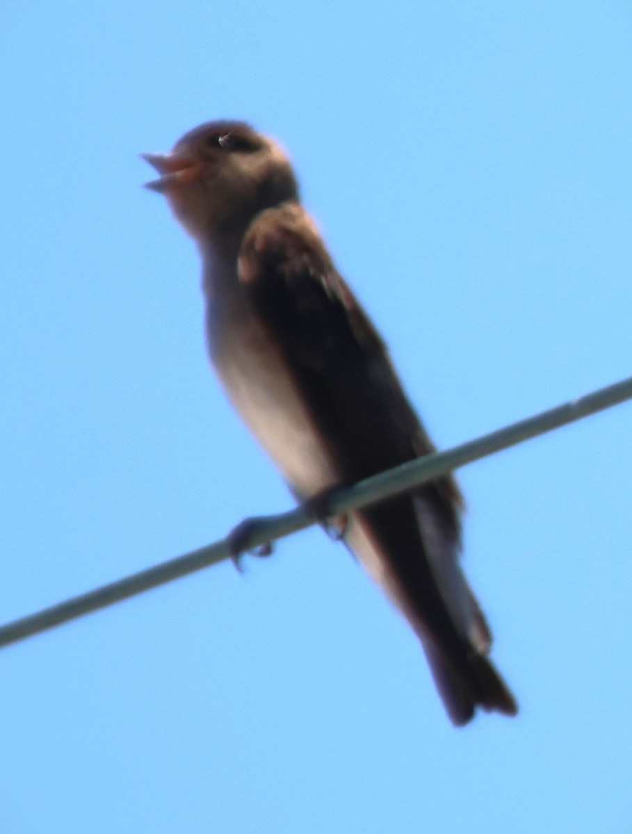 Northern Rough-winged Swallow - ML619945371