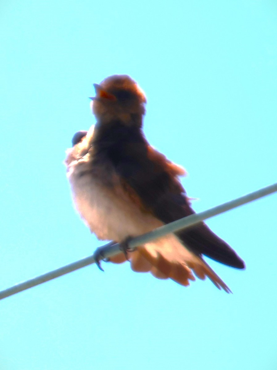 Northern Rough-winged Swallow - ML619945372