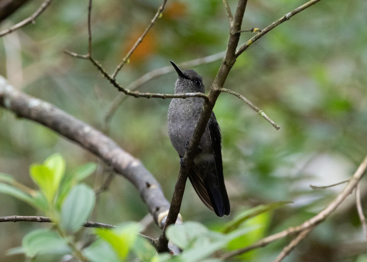 kolibřík temný - ML619945386