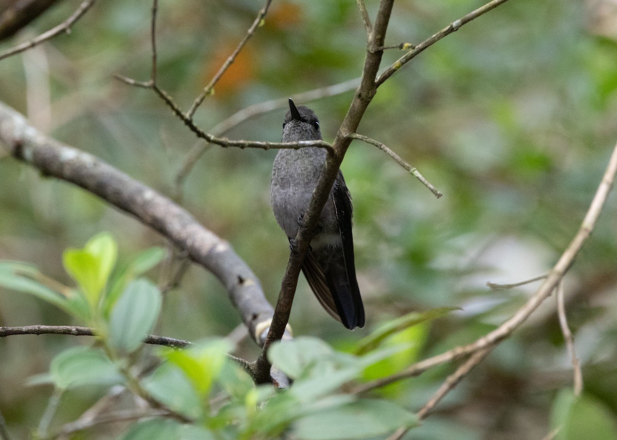 kolibřík temný - ML619945387
