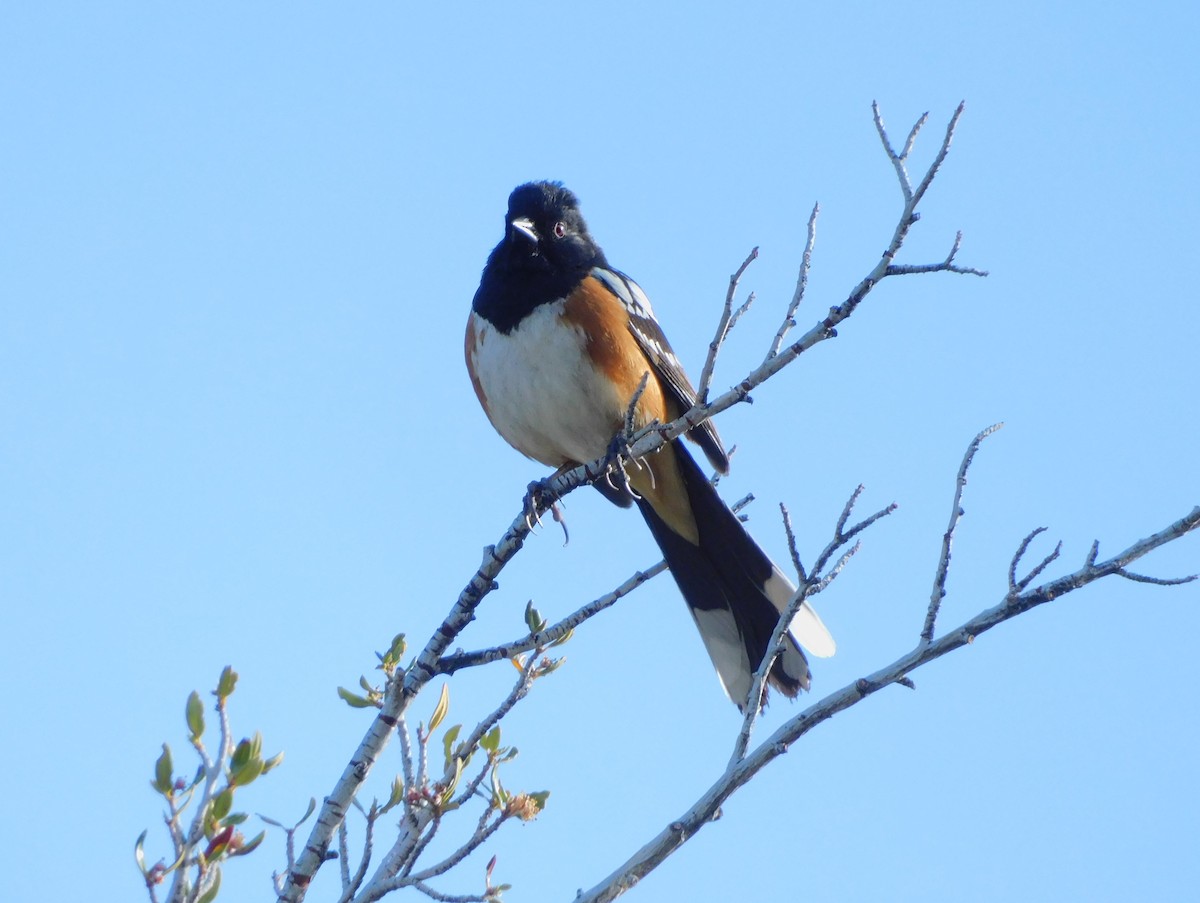 Spotted Towhee - ML619945396