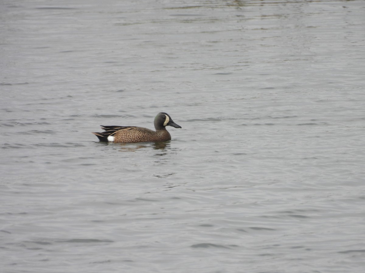 Blue-winged Teal - ML619945402