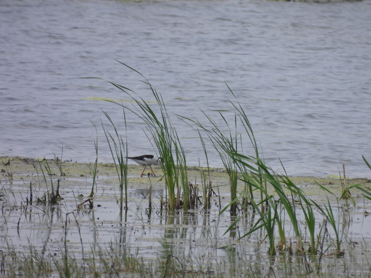 Black-necked Stilt - ML619945412