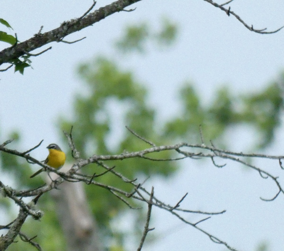 Yellow-breasted Chat - ML619945420