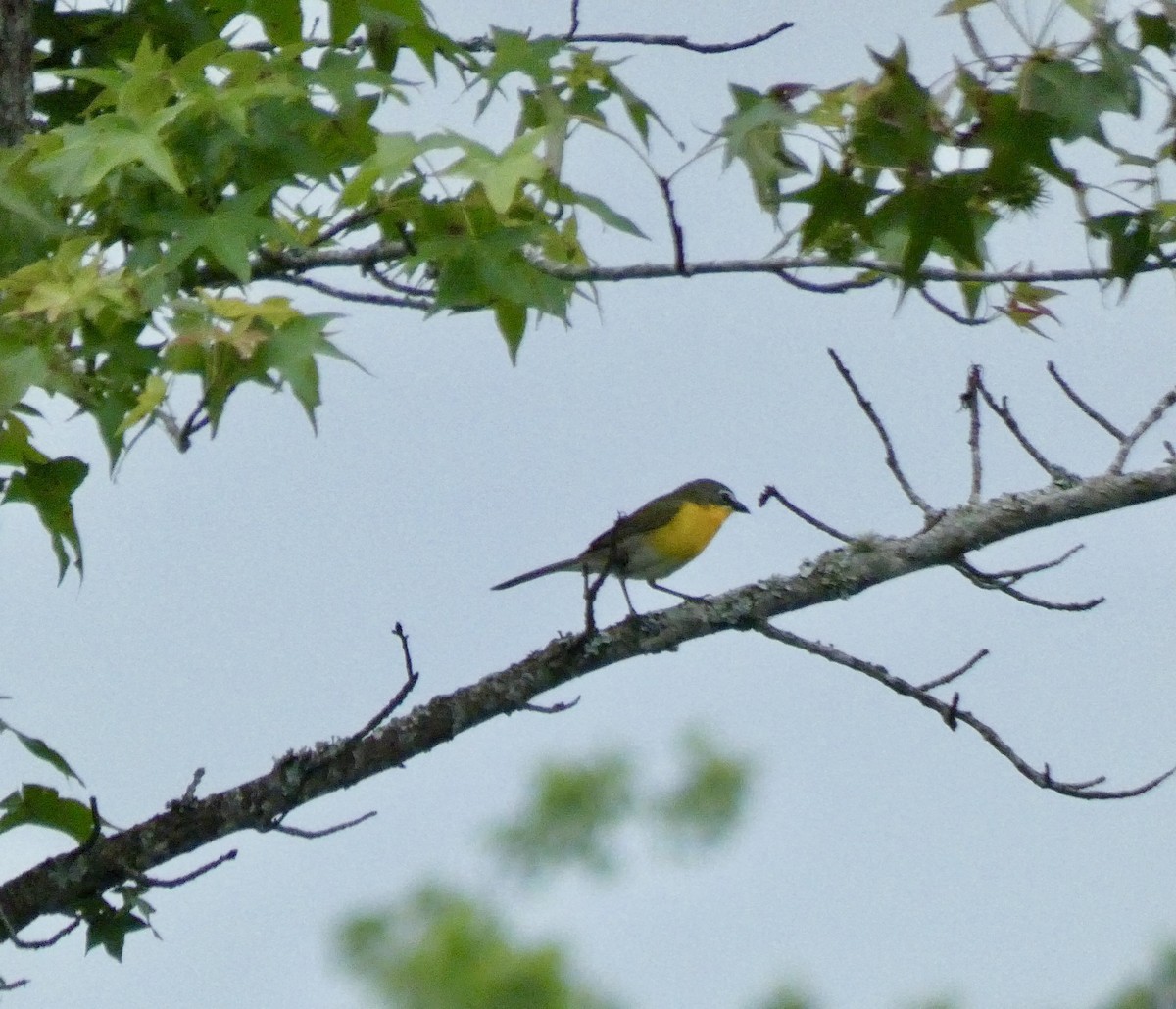 Yellow-breasted Chat - ML619945421