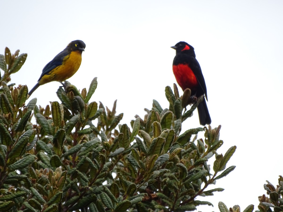 Scarlet-bellied Mountain Tanager - ML619945428
