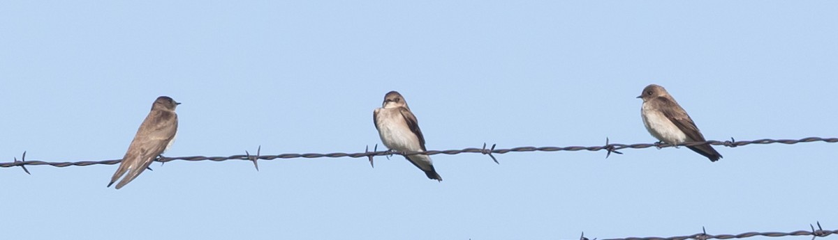 Northern Rough-winged Swallow - ML619945434
