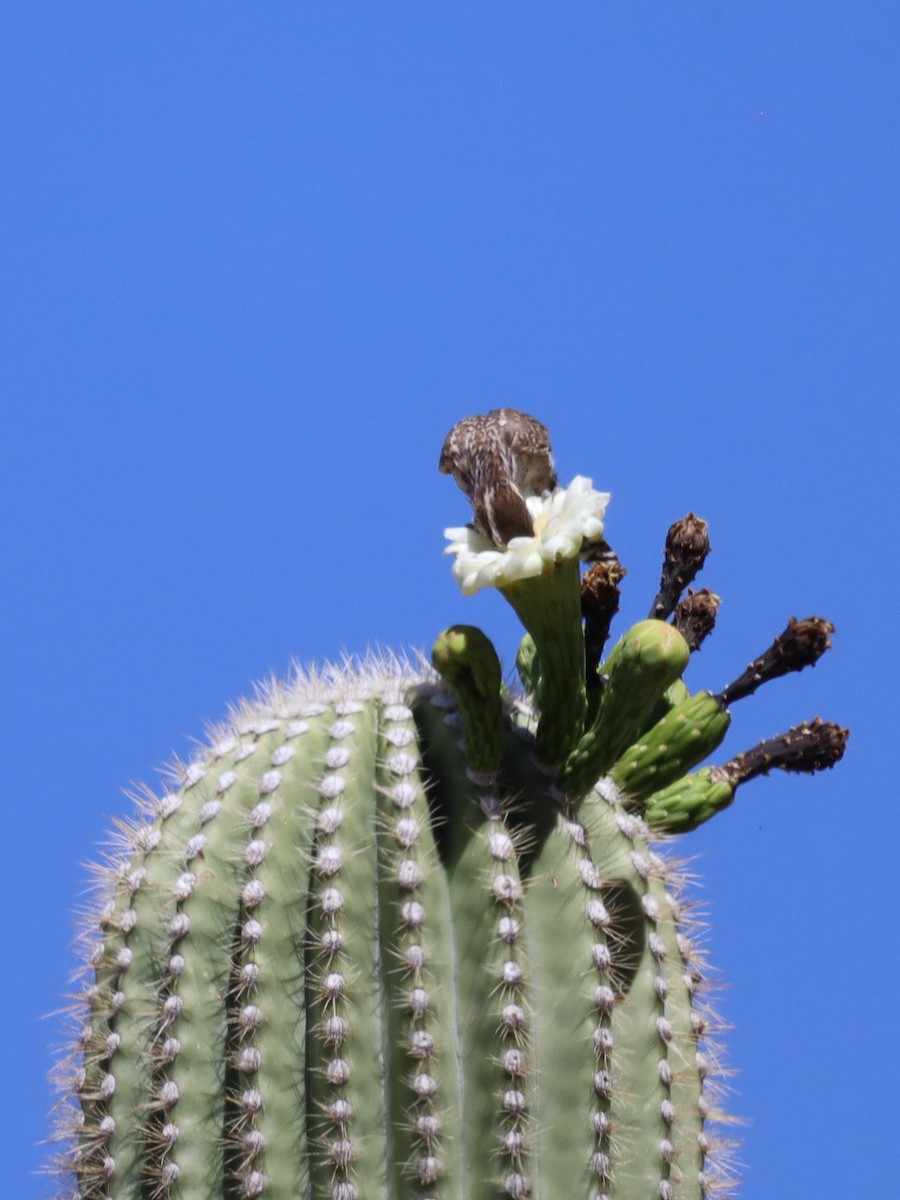 Troglodyte des cactus - ML619945435