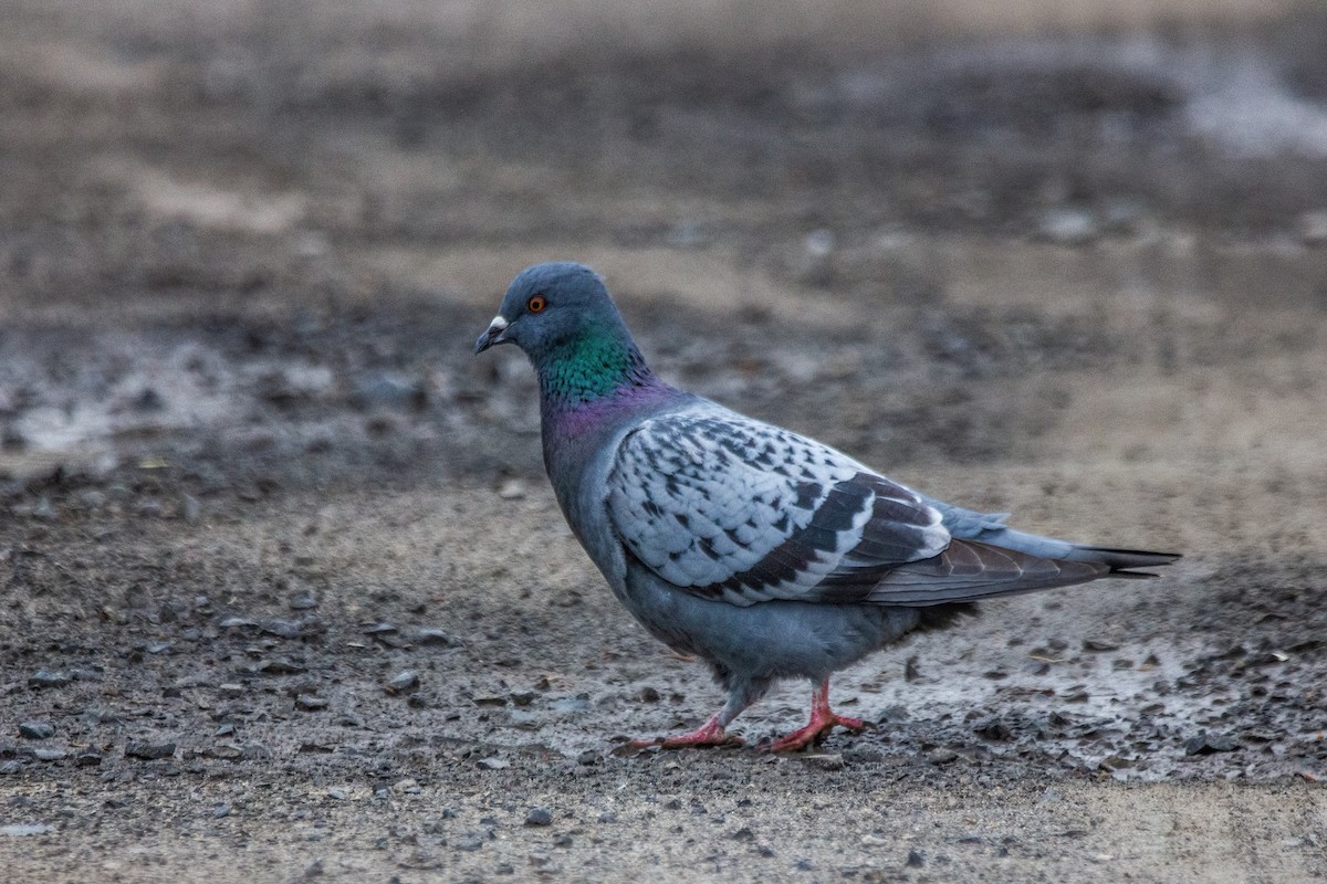 Rock Pigeon (Feral Pigeon) - ML619945444