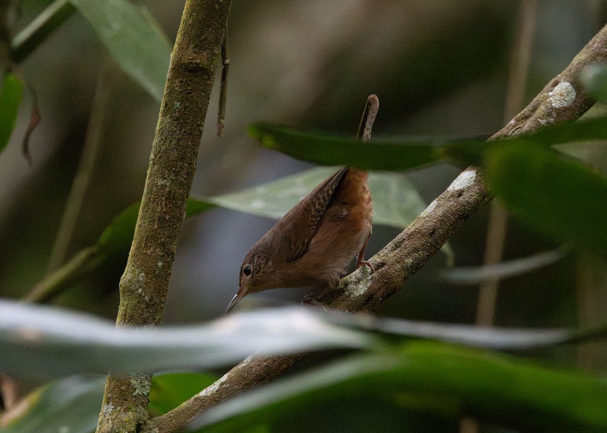 House Wren (Southern) - ML619945461