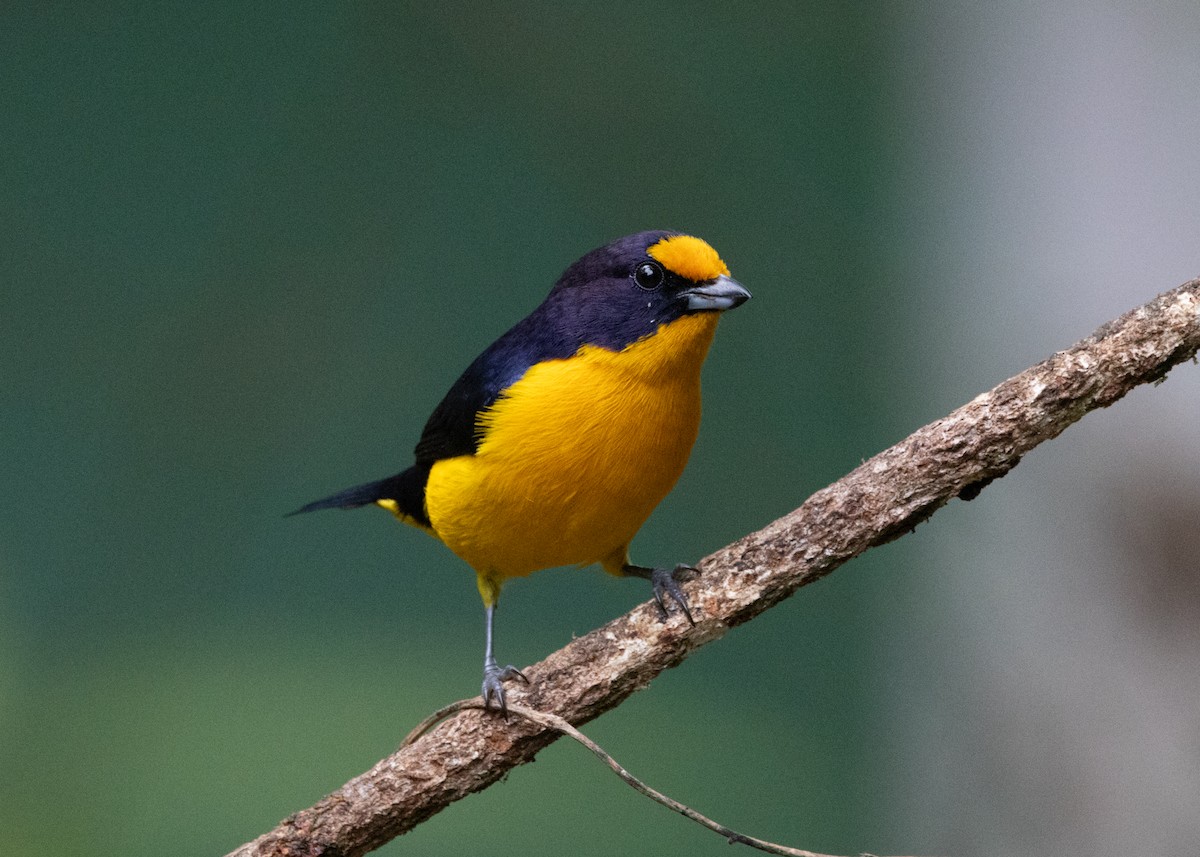 Violaceous Euphonia - ML619945482