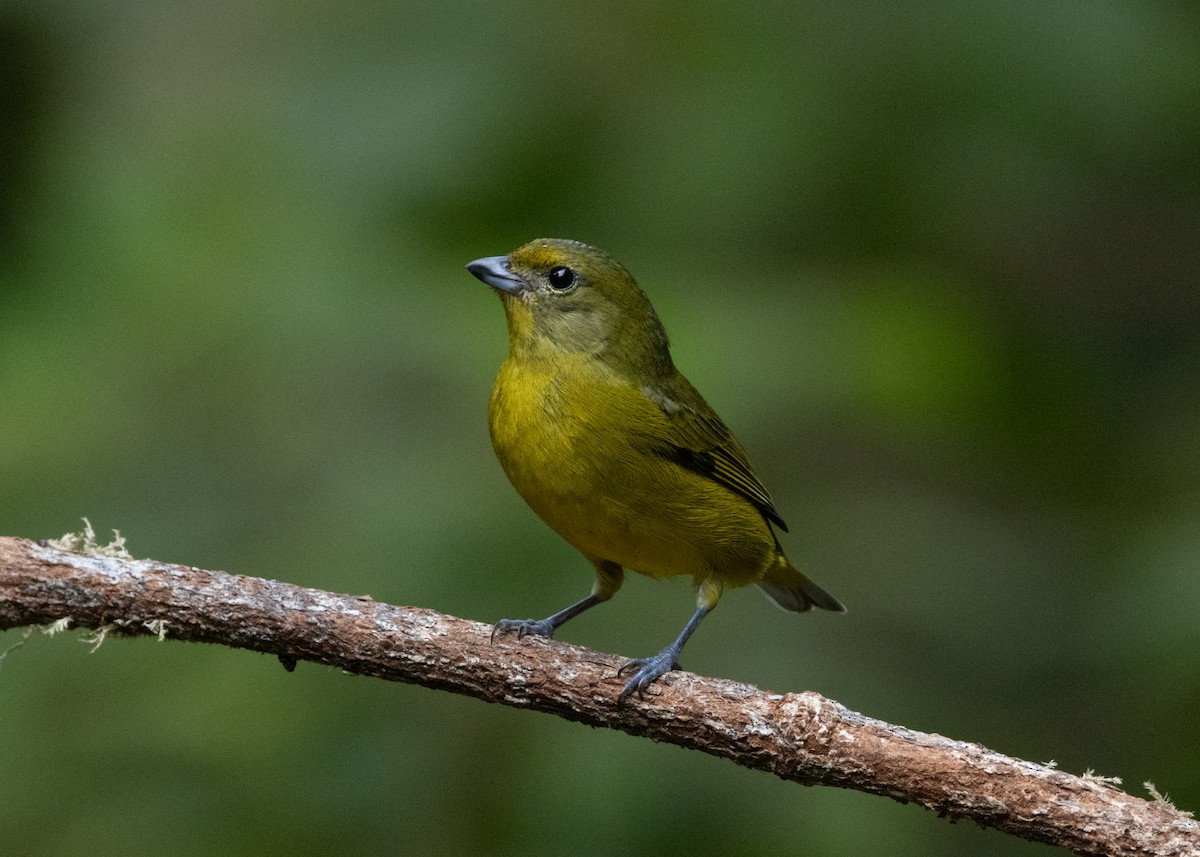 Violaceous Euphonia - ML619945485