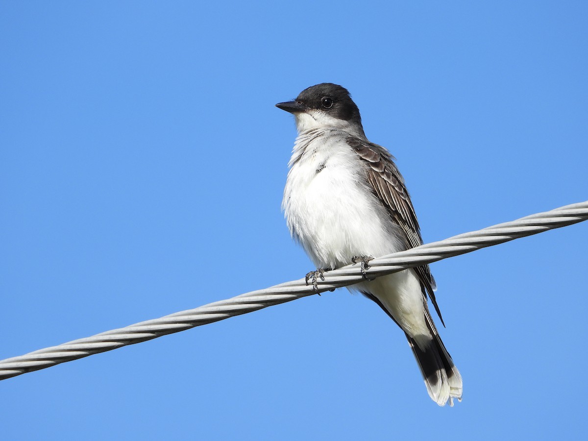 Eastern Kingbird - ML619945495