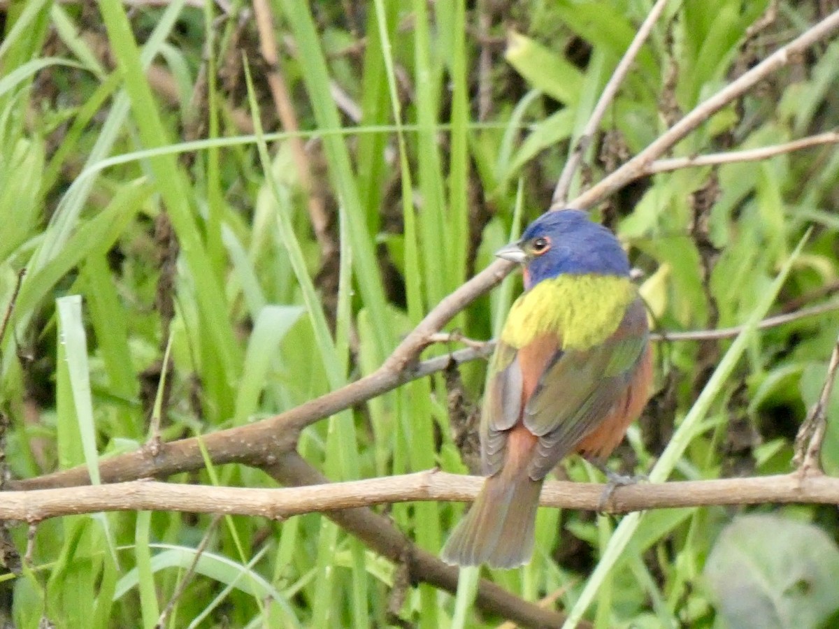 Painted Bunting - ML619945513