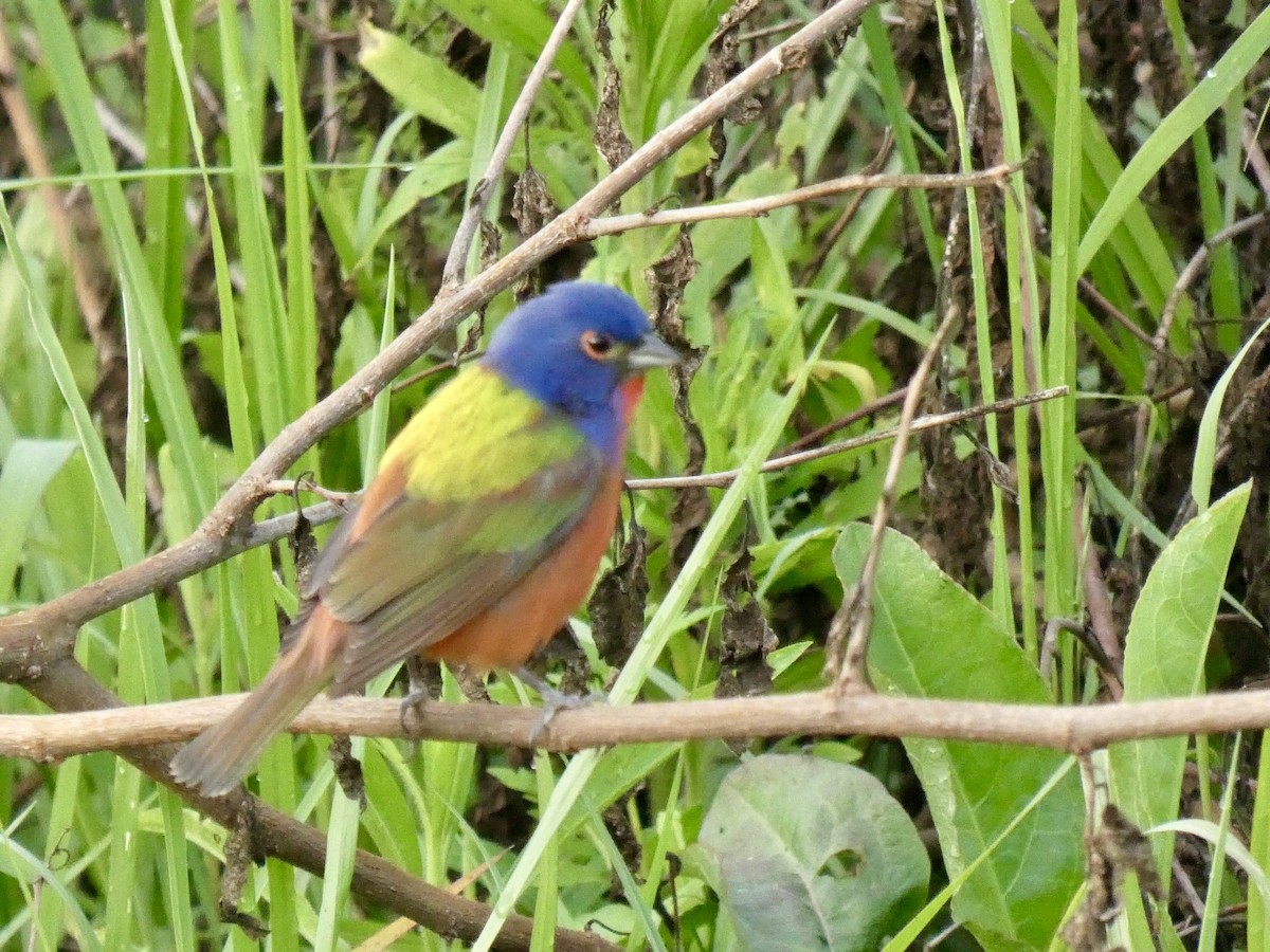 Painted Bunting - ML619945514