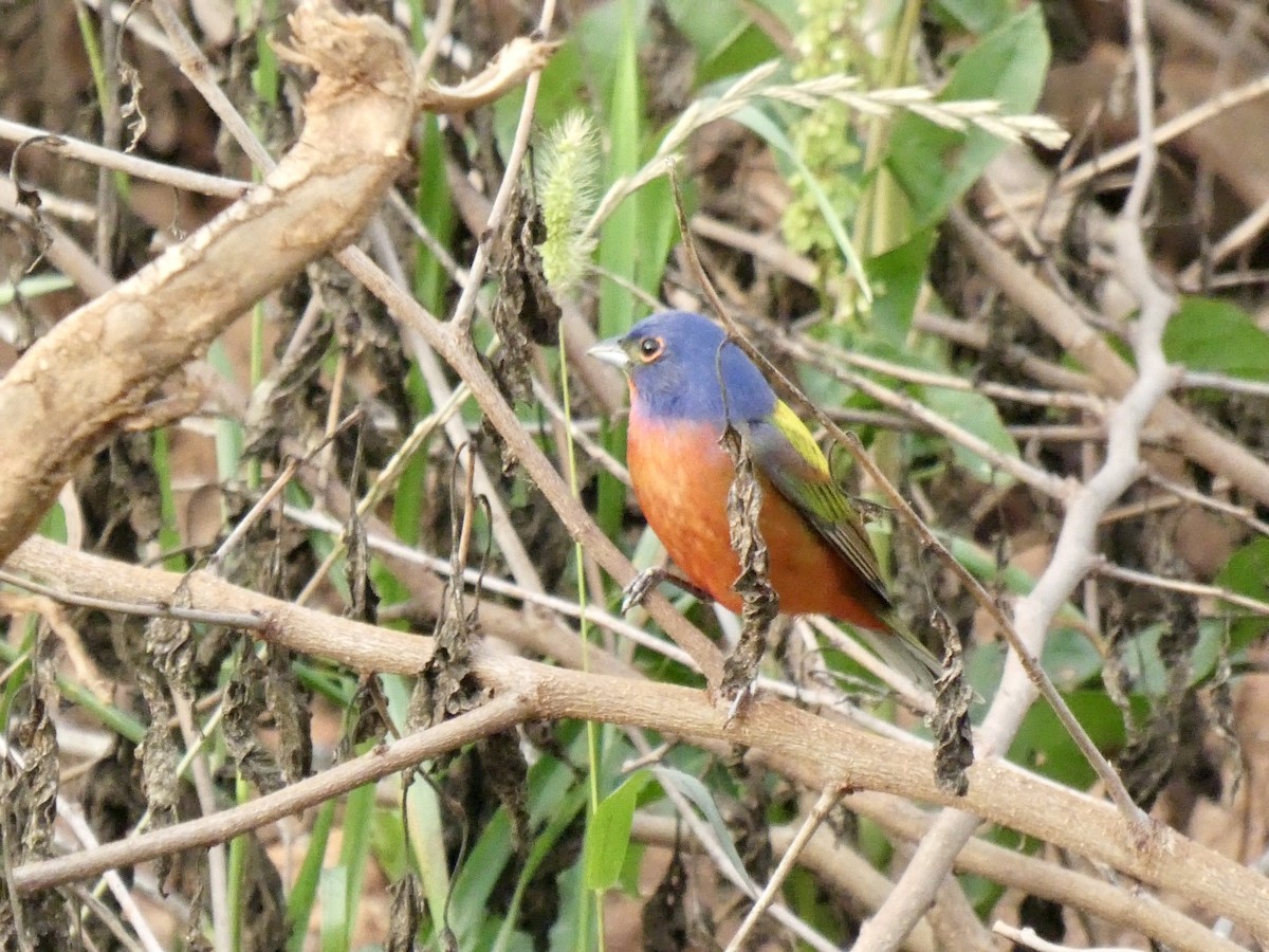 Painted Bunting - ML619945515