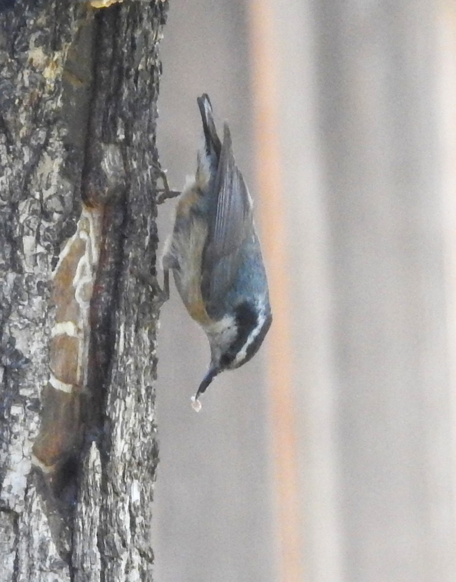 Red-breasted Nuthatch - ML619945533