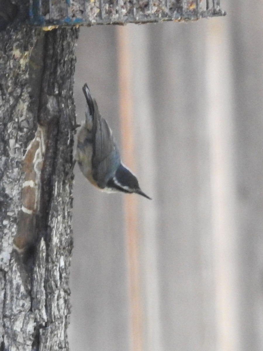 Red-breasted Nuthatch - ML619945534