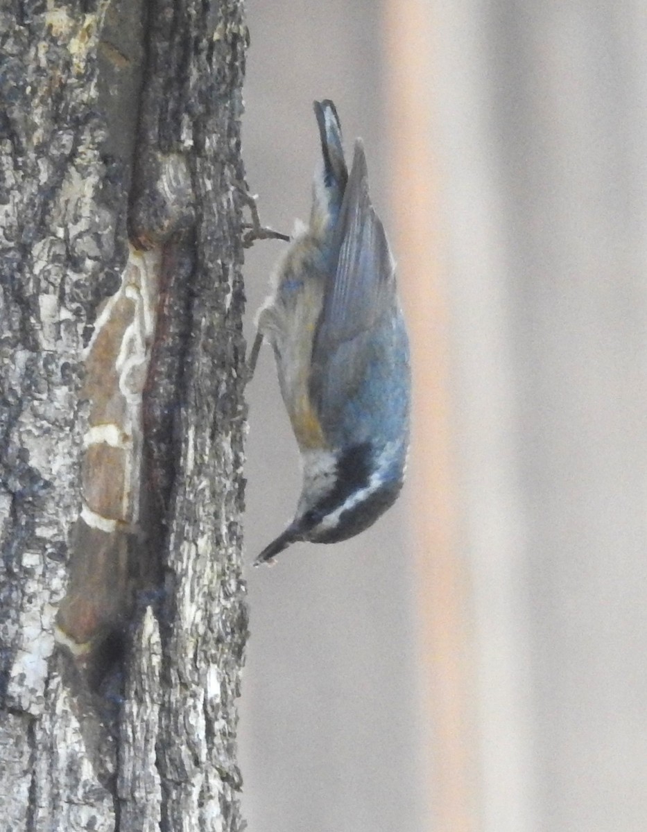 Red-breasted Nuthatch - ML619945535