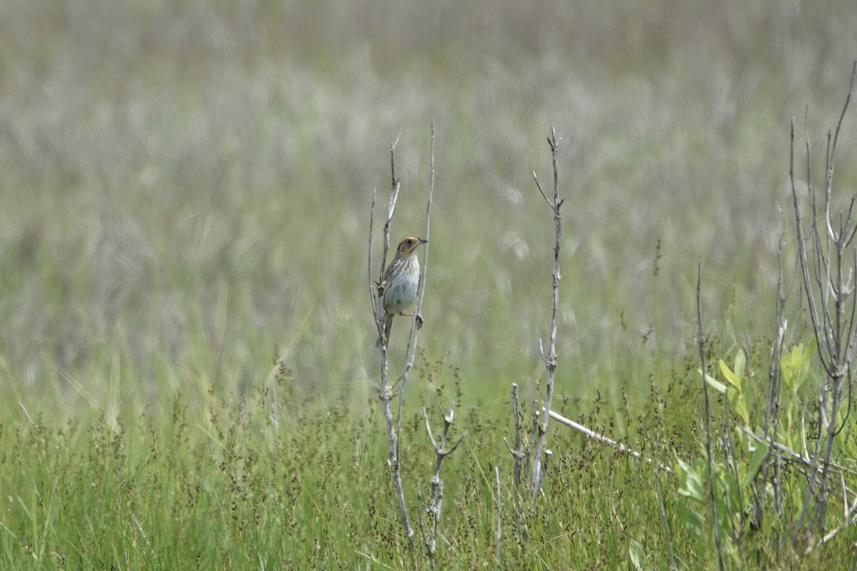 Saltmarsh Sparrow - Jo Fasciolo