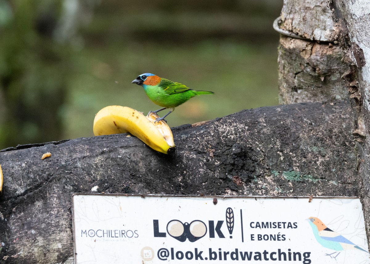 Red-necked Tanager - ML619945584