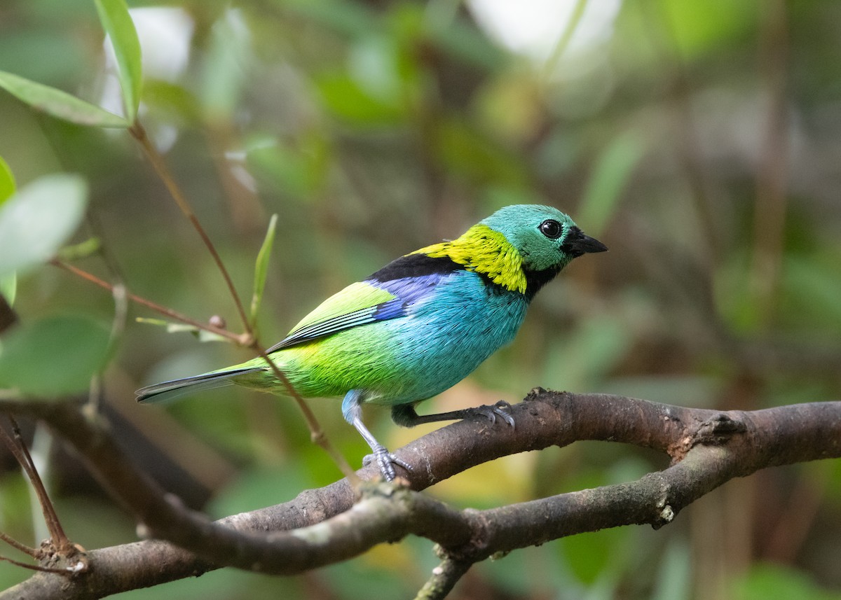Green-headed Tanager - ML619945591