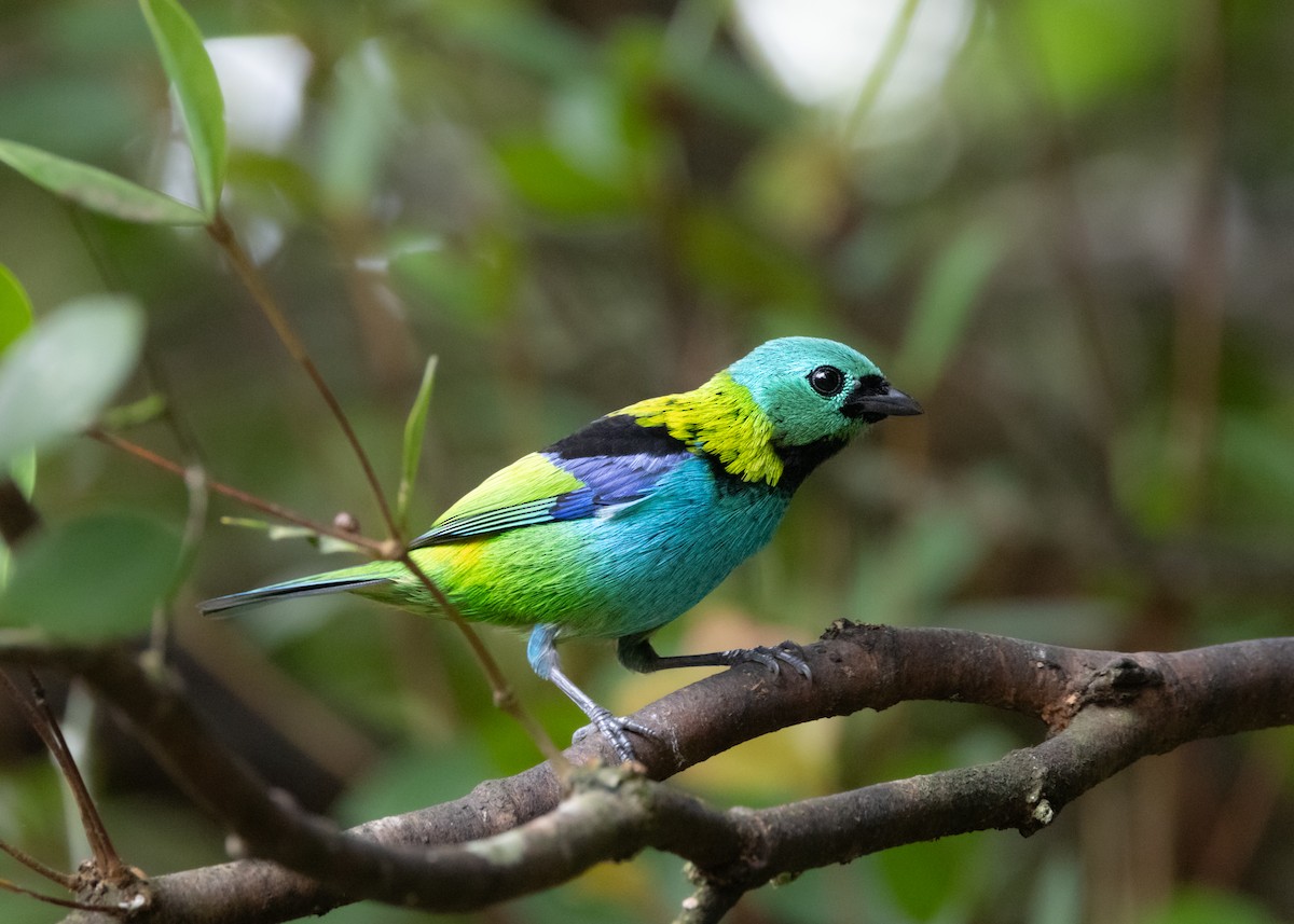 Green-headed Tanager - ML619945592