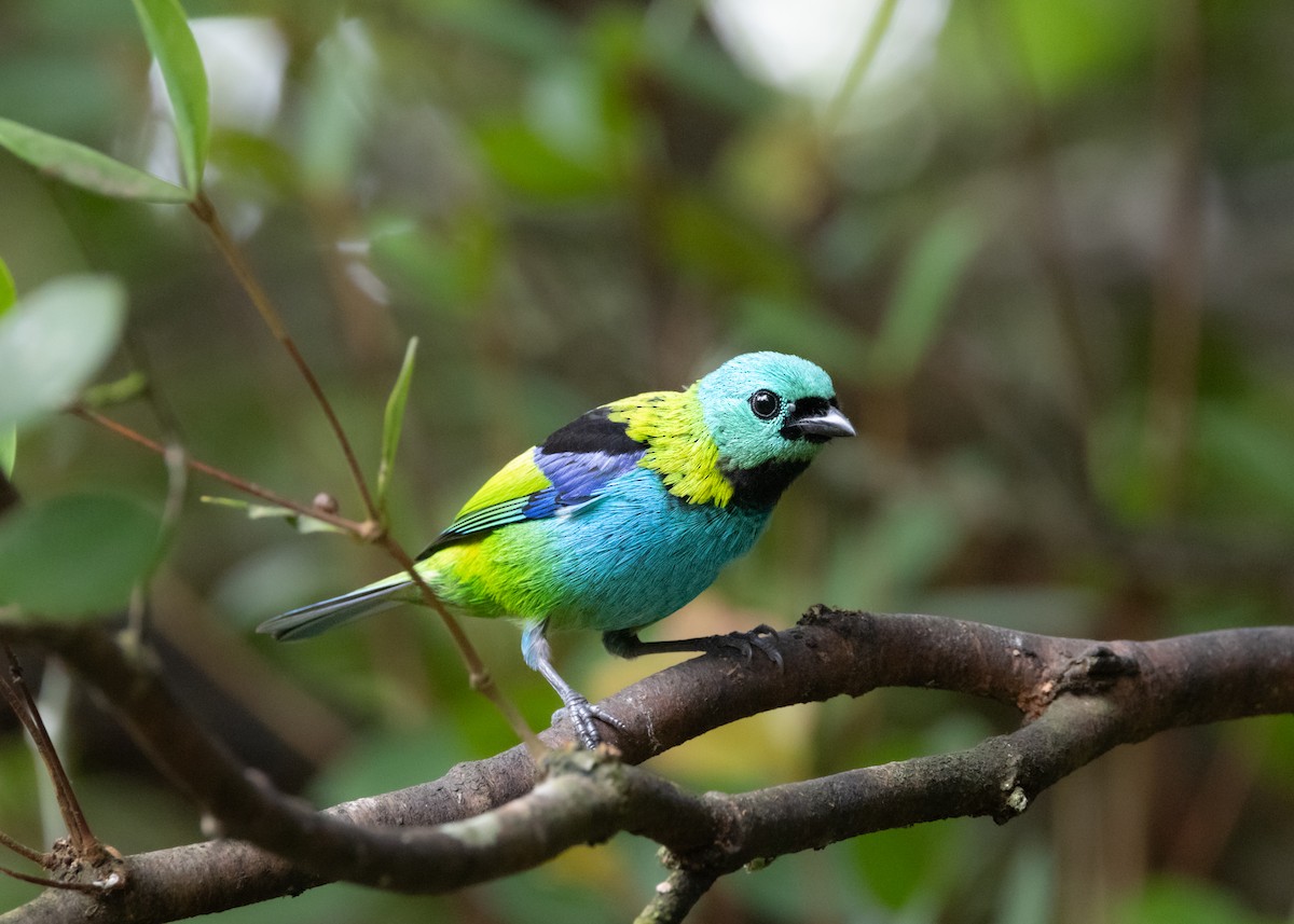 Green-headed Tanager - ML619945593